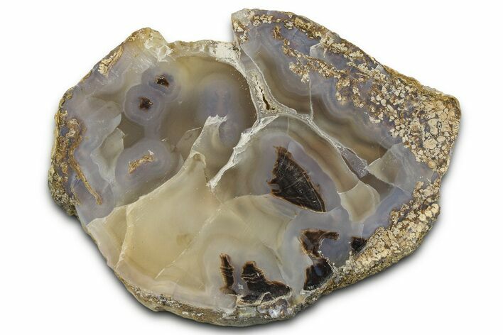 Petrified Wood (Schinoxylon) Limb Section - Blue Forest, Wyoming #371123